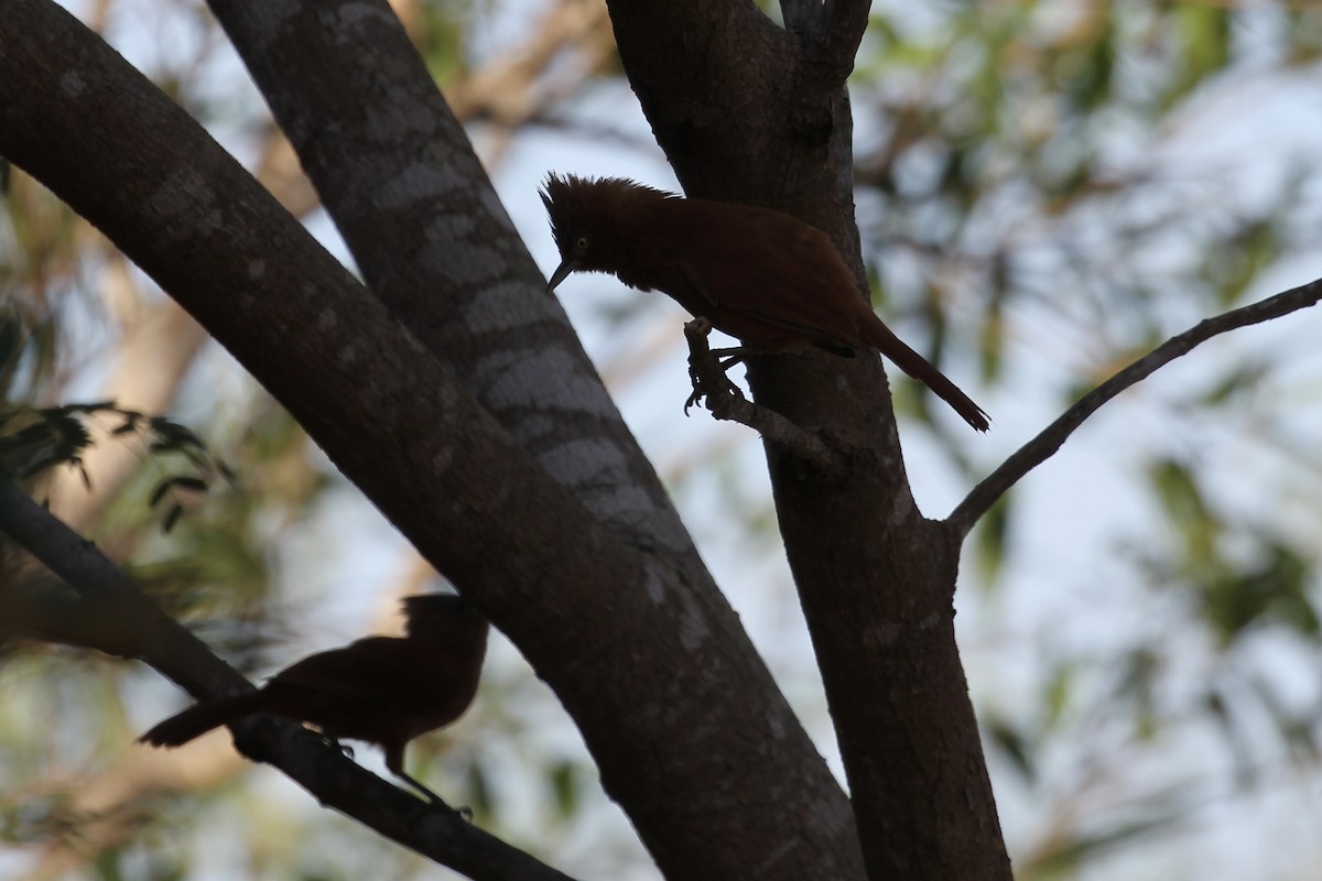 Rufous Cacholote - ML616760054