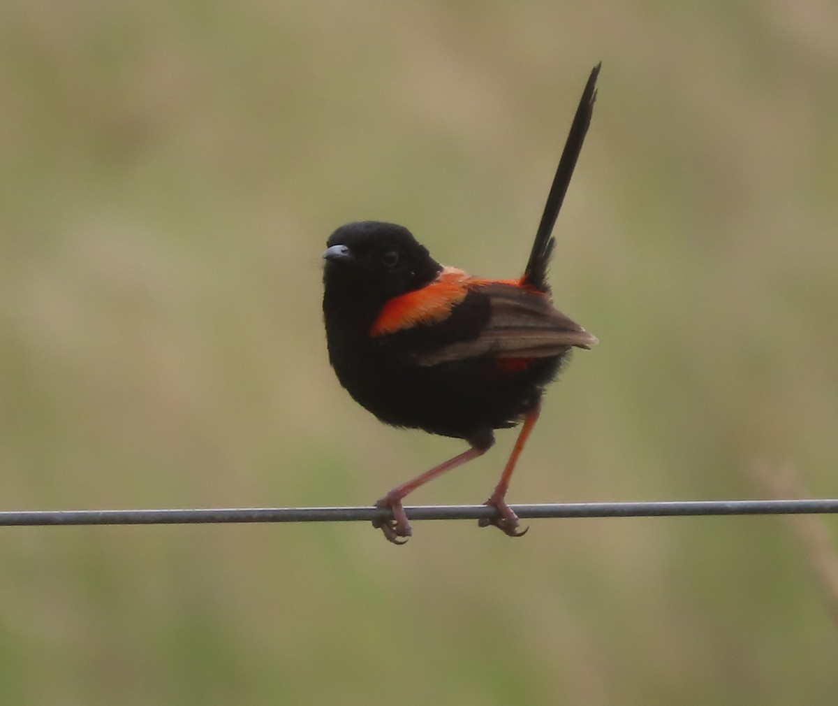 Red-backed Fairywren - ML616760100