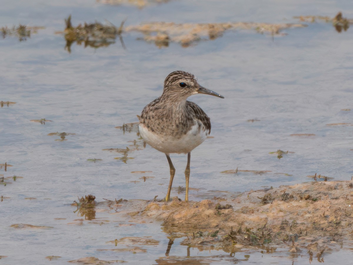 langtåsnipe - ML616760106