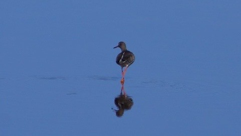 Common Redshank - Steve Lindley