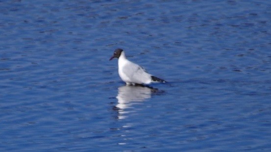 Mouette rieuse - ML616760138