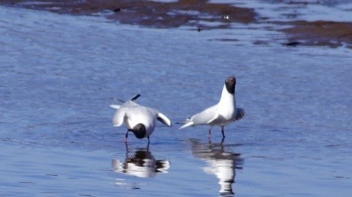 Mouette rieuse - ML616760142