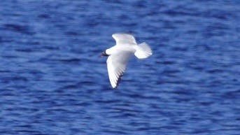 Mouette rieuse - ML616760147