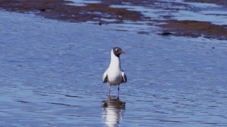 Mouette rieuse - ML616760148