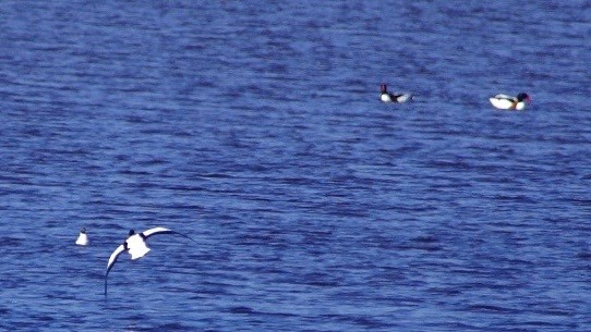 Common Shelduck - ML616760158