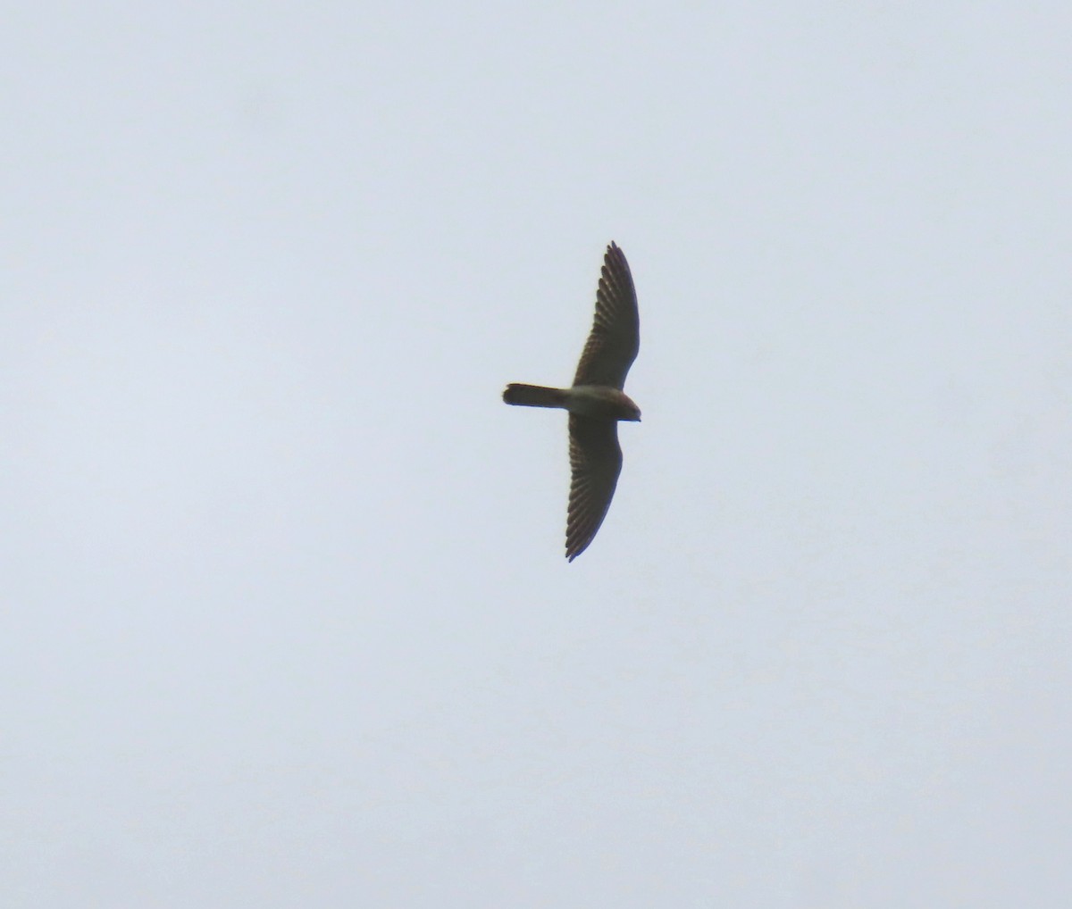 Nankeen Kestrel - ML616760160