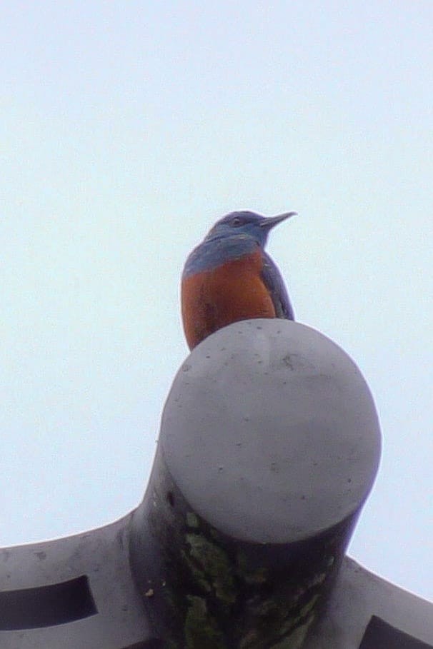 Blue Rock-Thrush - ML616760205