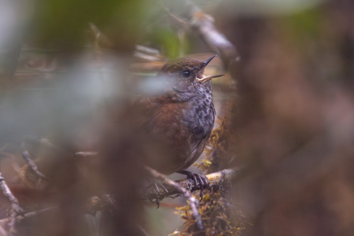 Friendly Bush Warbler - Yann Muzika