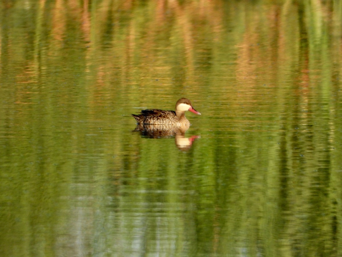 Red-billed Duck - ML616760315