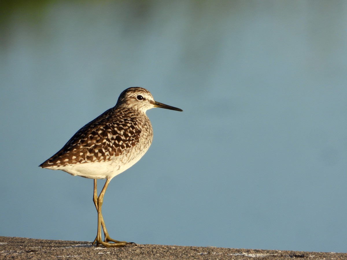 Wood Sandpiper - ML616760410