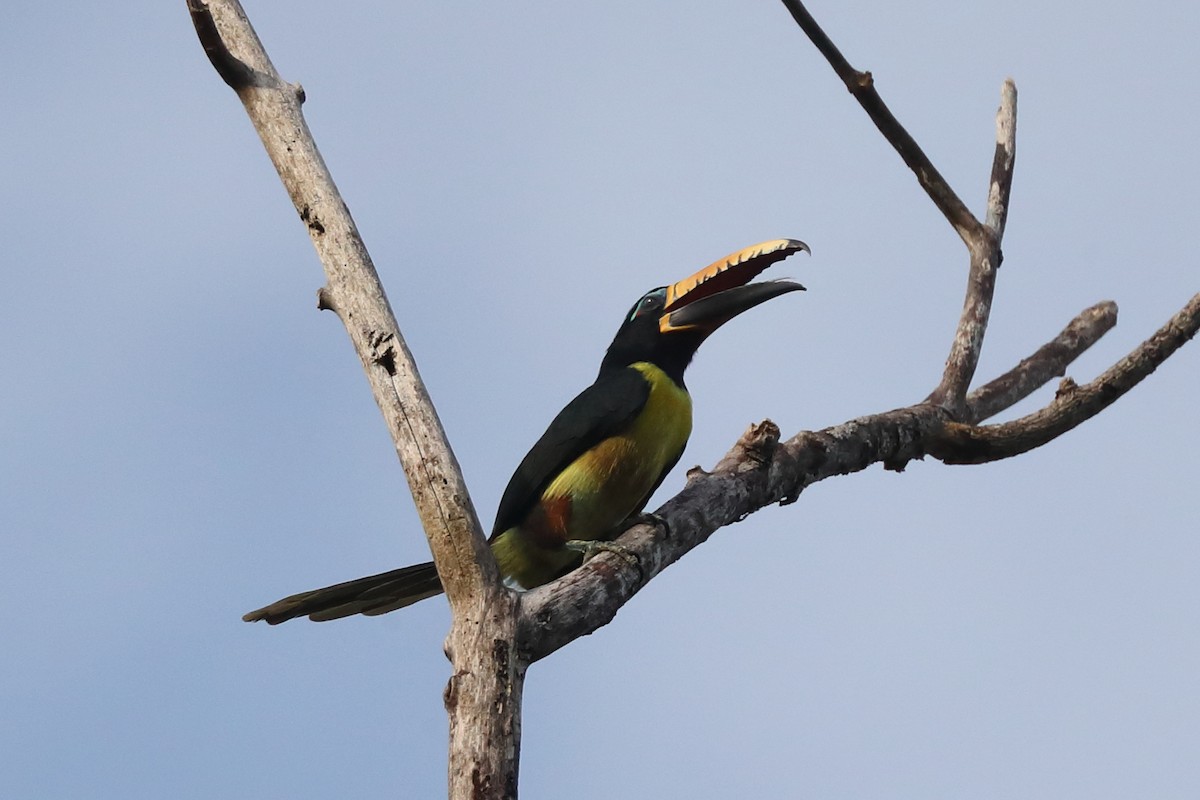 Lettered Aracari - ML616760414