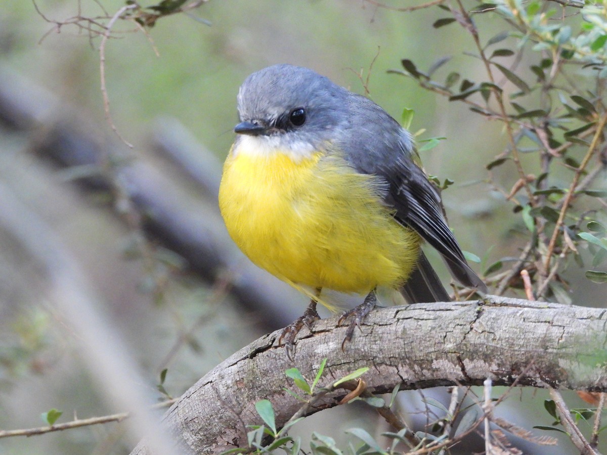 Eastern Yellow Robin - ML616760441