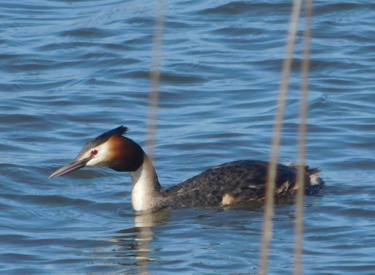 Great Crested Grebe - ML616760468