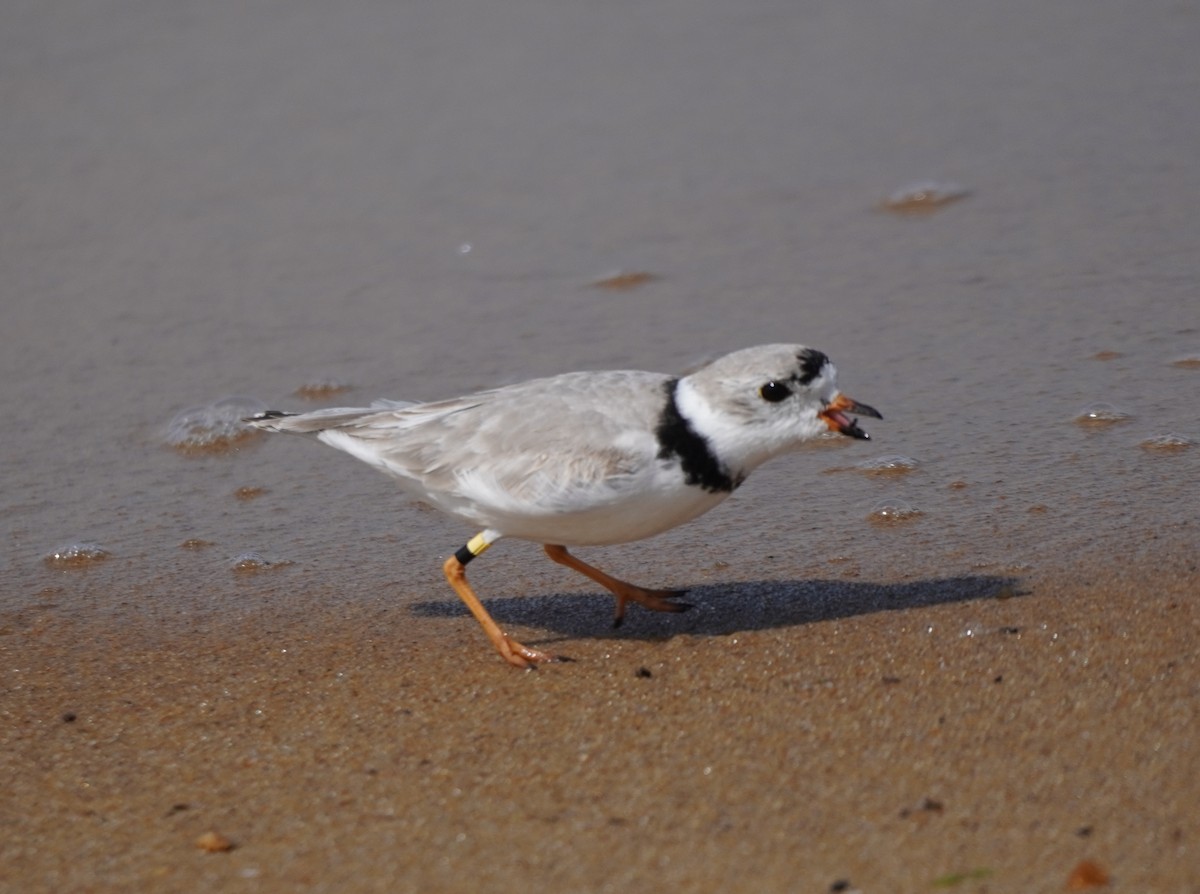 Piping Plover - Prashant A