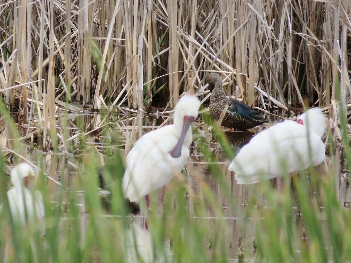 African Spoonbill - ML616760525