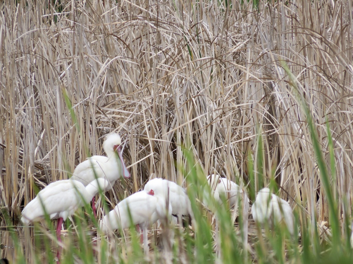 African Spoonbill - ML616760526