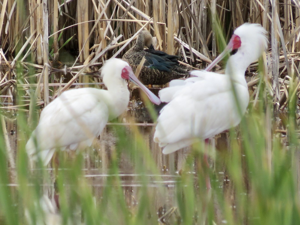 African Spoonbill - ML616760528