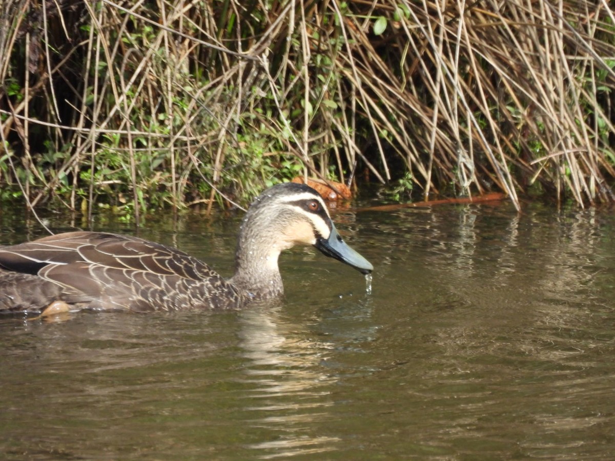 Pacific Black Duck - ML616760531