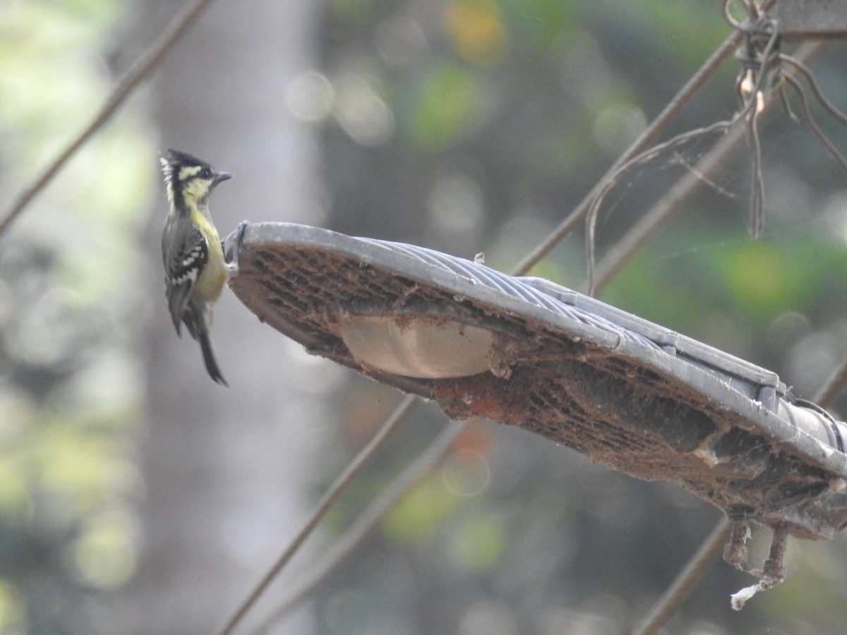 Indian Yellow Tit - ML616760686