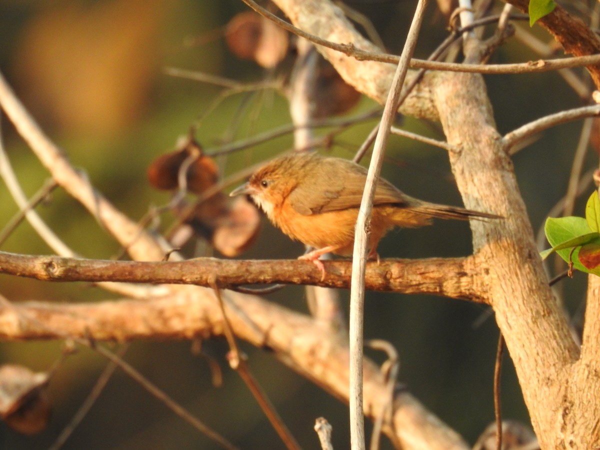 Tawny-bellied Babbler - ML616760694