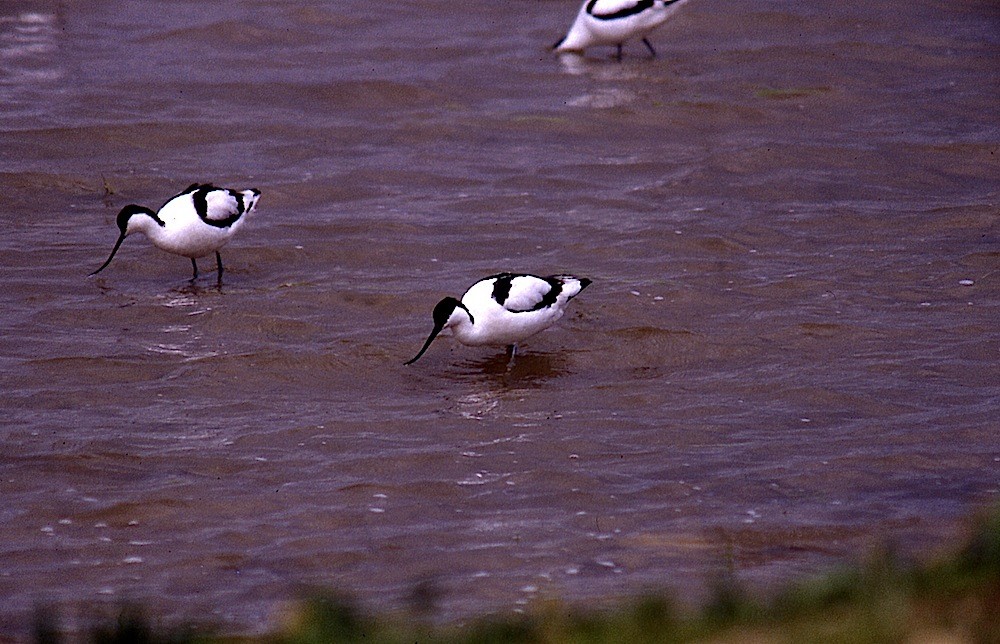 Pied Avocet - ML616760698