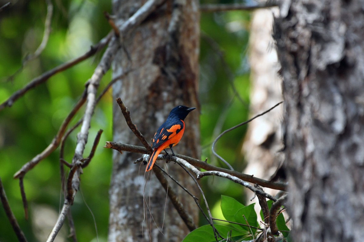 赤紅山椒鳥(speciosus群) - ML616760699