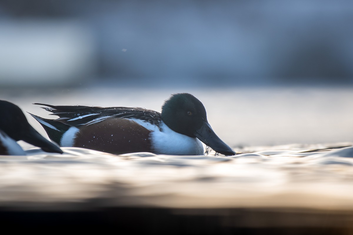 Northern Shoveler - Isaiah Rowe