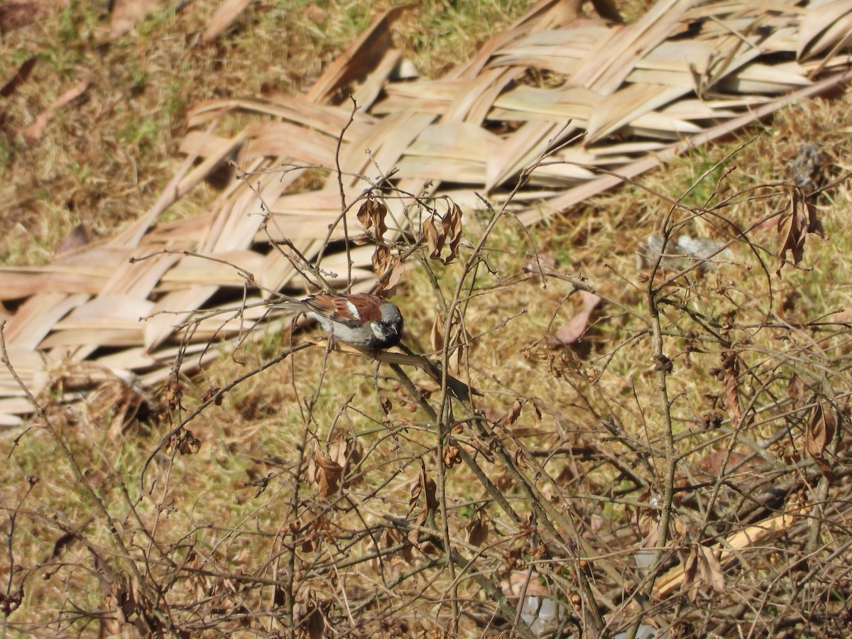 House Sparrow - ML616760716