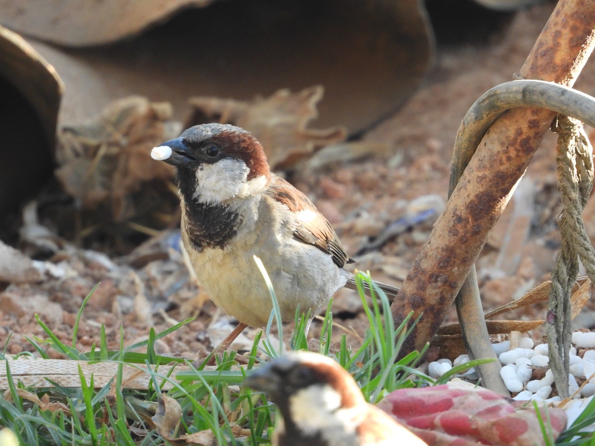 House Sparrow - ML616760717