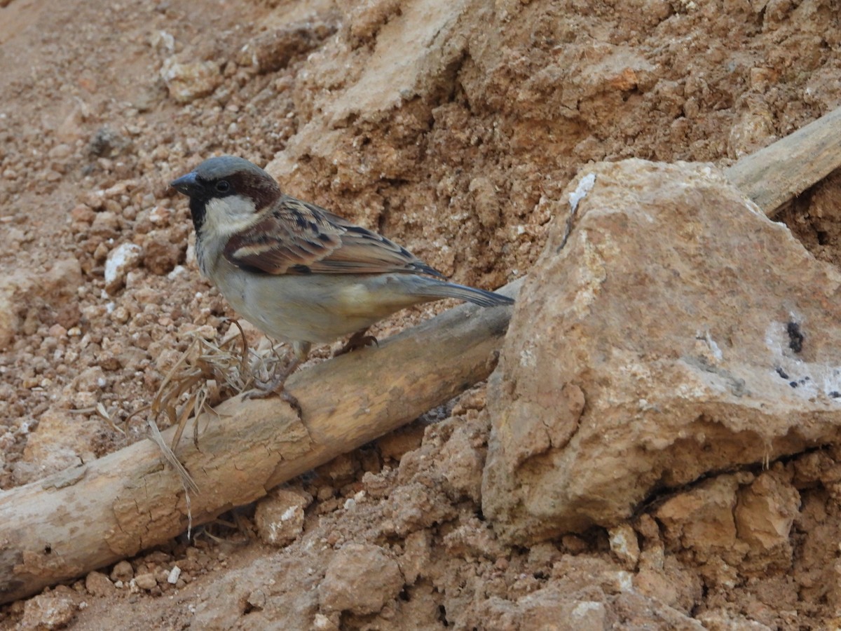 House Sparrow - ML616760723