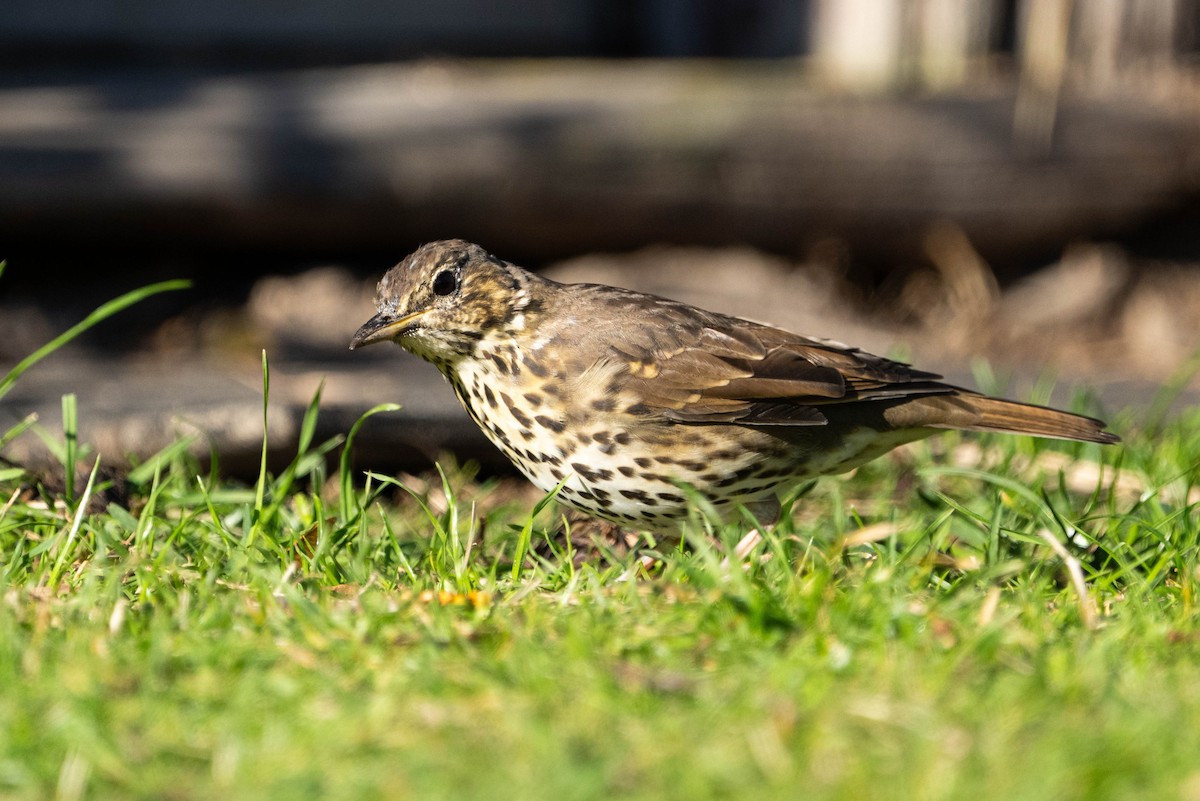 Song Thrush - ML616760745