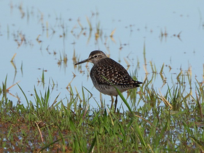 Wood Sandpiper - ML616760808