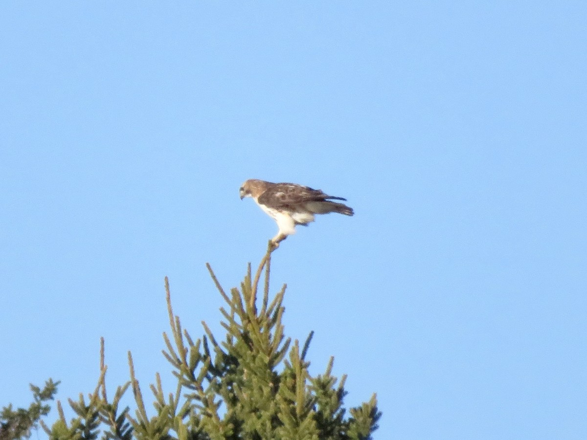 Red-tailed Hawk - Susan Cline