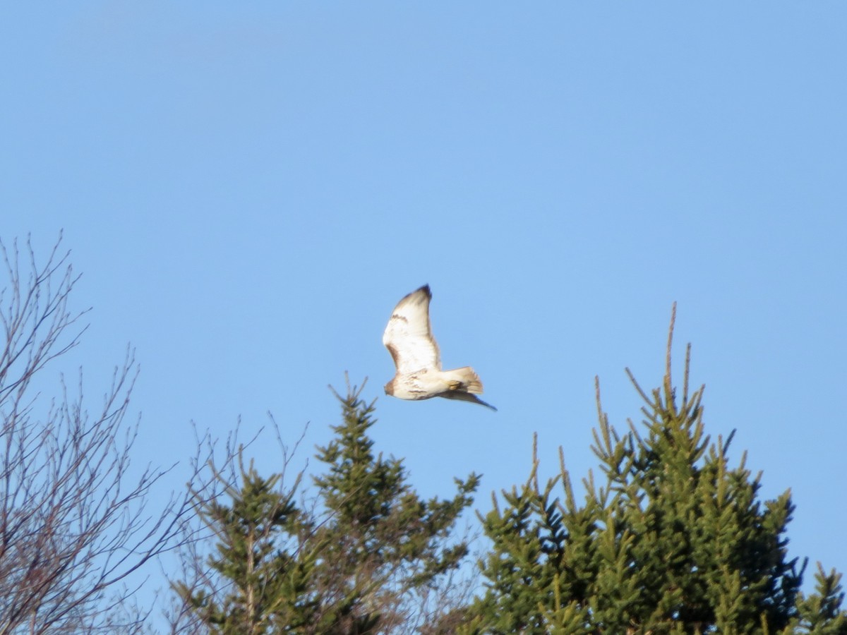 Red-tailed Hawk - Susan Cline