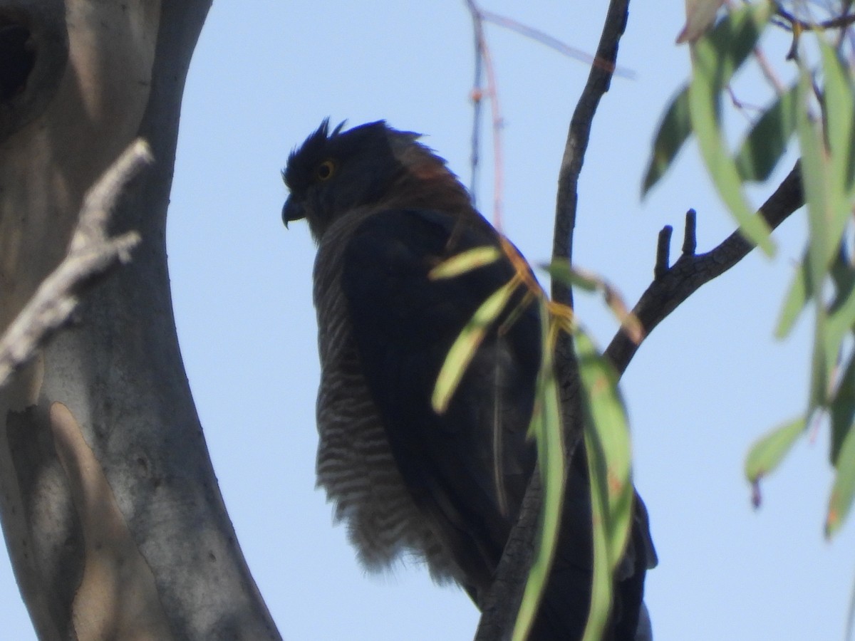 Collared Sparrowhawk - David Dedenczuk