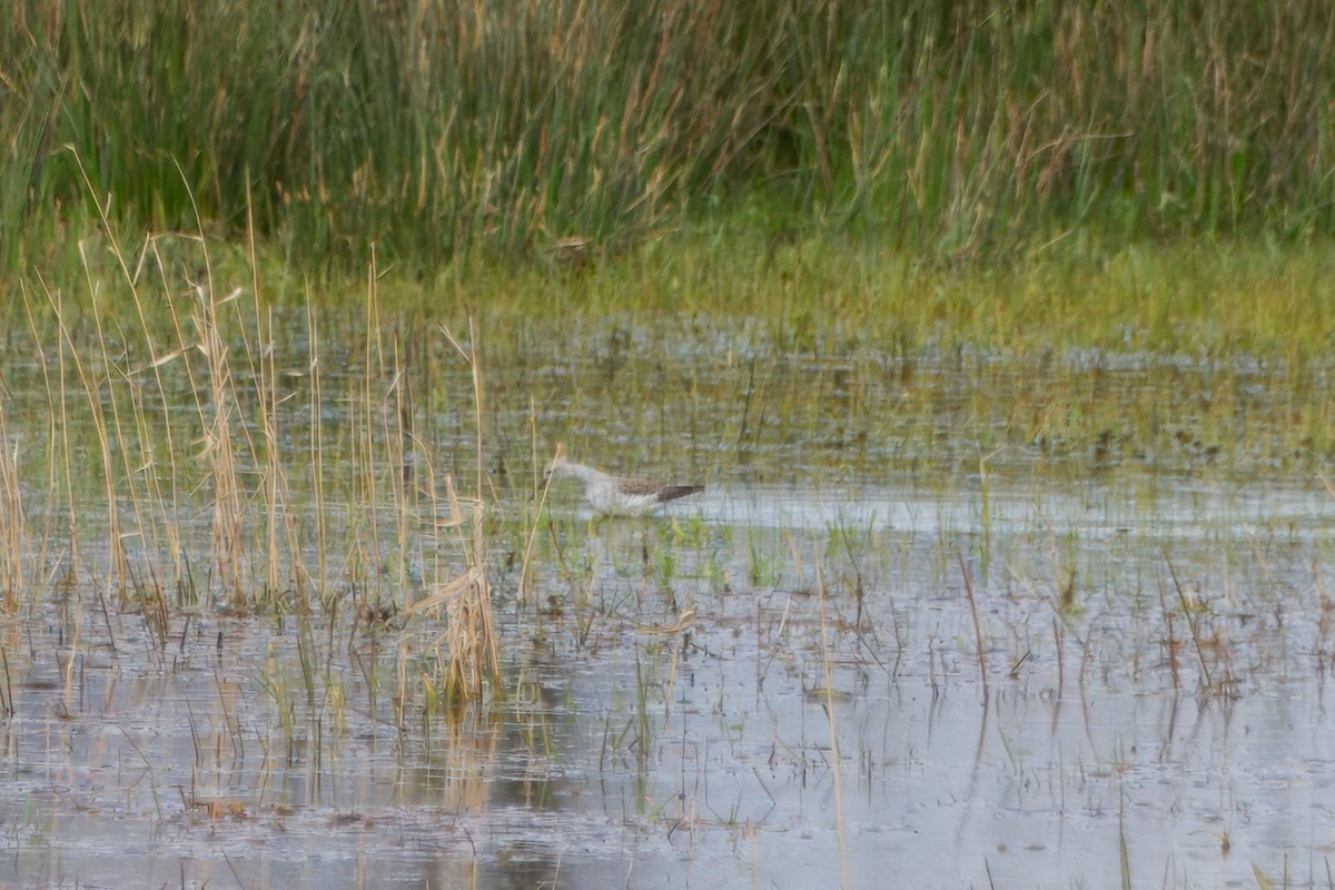 Marsh Sandpiper - ML616761086