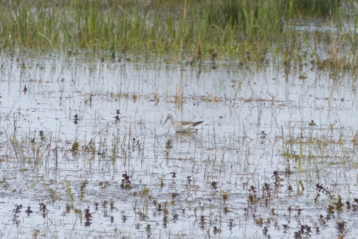 Marsh Sandpiper - Peter Trommel