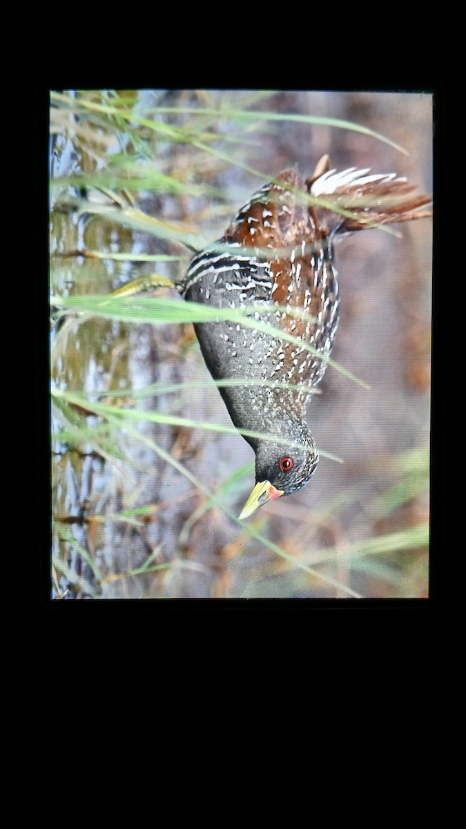 Australian Crake - ML616761094