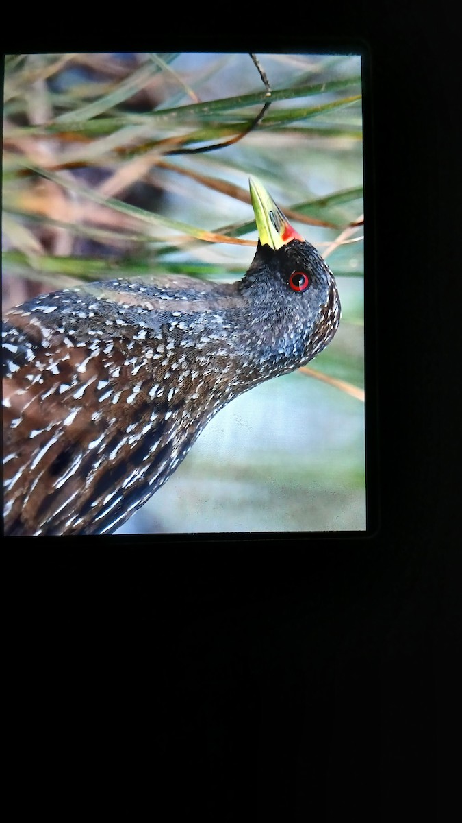 Australian Crake - ML616761095