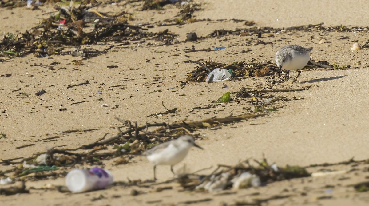 Bécasseau sanderling - ML616761119