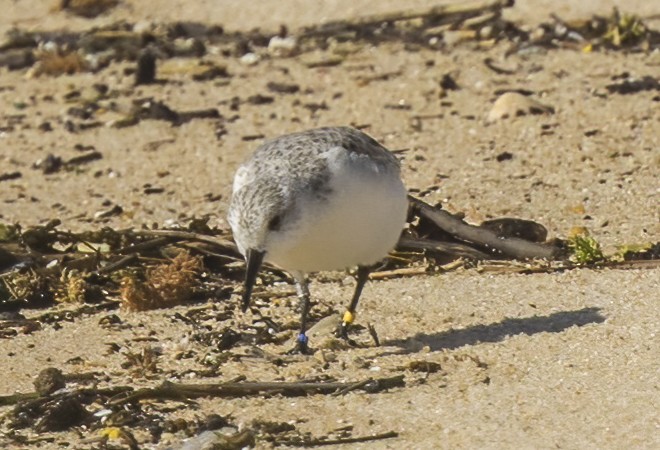 Bécasseau sanderling - ML616761125