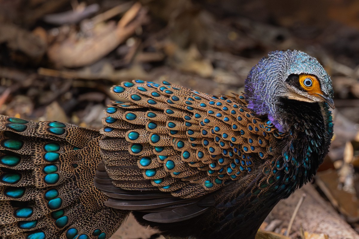Bornean Peacock-Pheasant - Yann Muzika