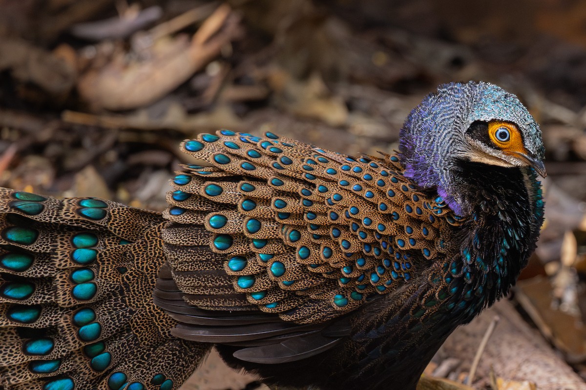 Borneo Tavus Sülünü - ML616761127