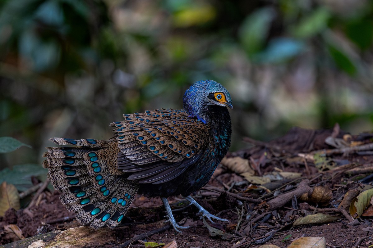 Bornean Peacock-Pheasant - Yann Muzika