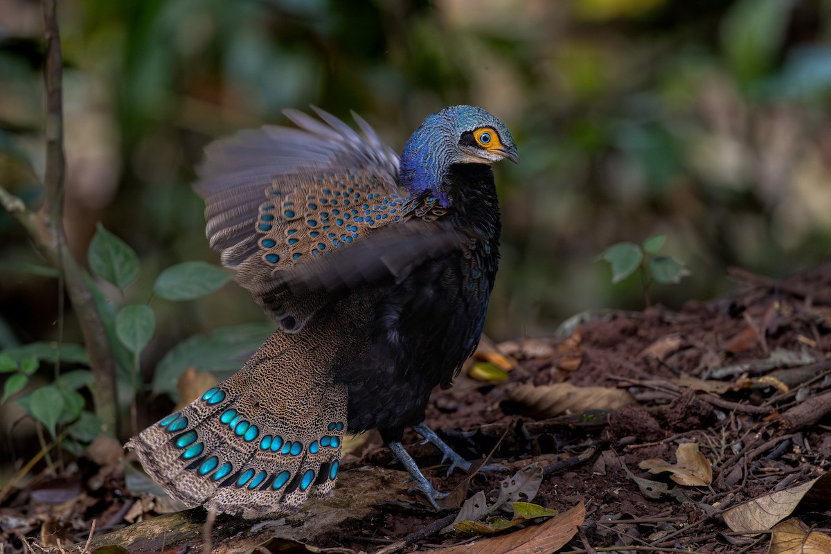 Borneo Tavus Sülünü - ML616761130