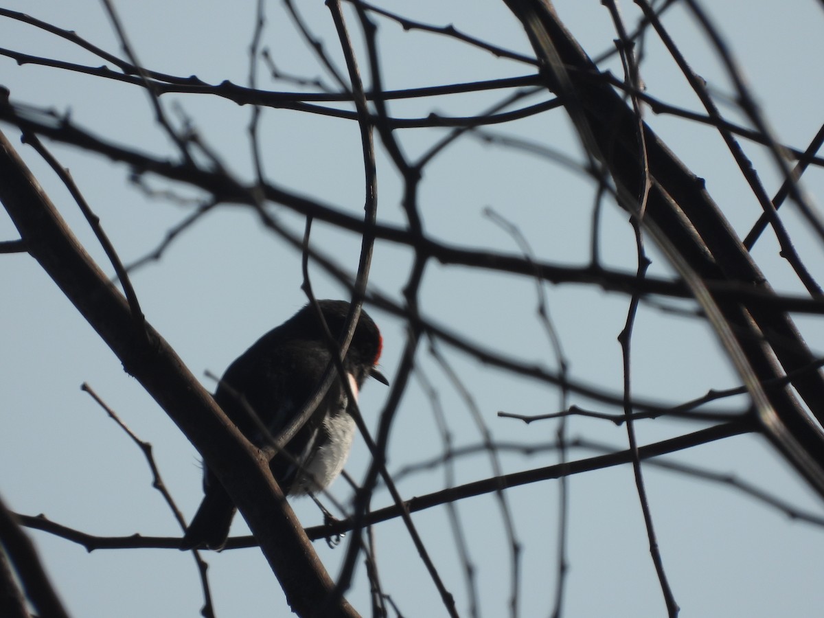 Red-capped Robin - ML616761151