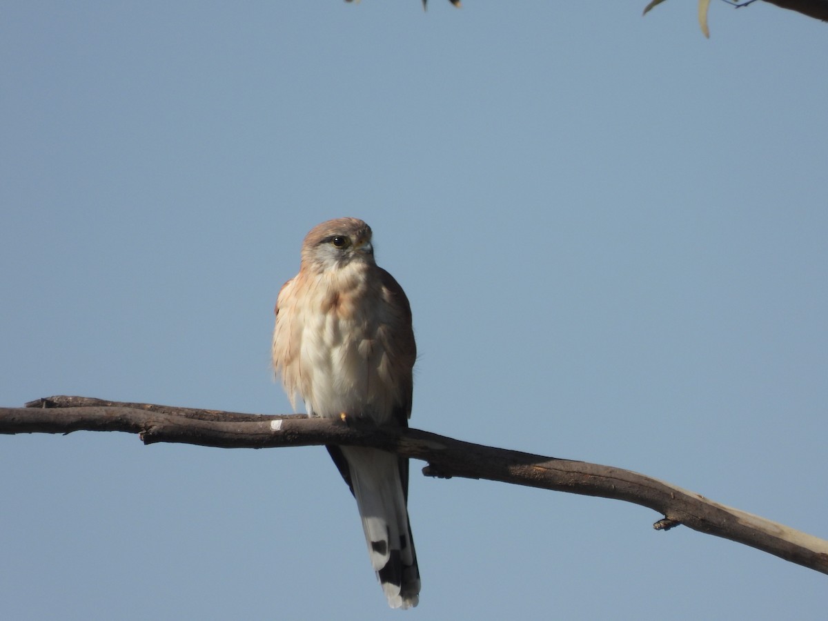 Nankeen Kestrel - David Dedenczuk