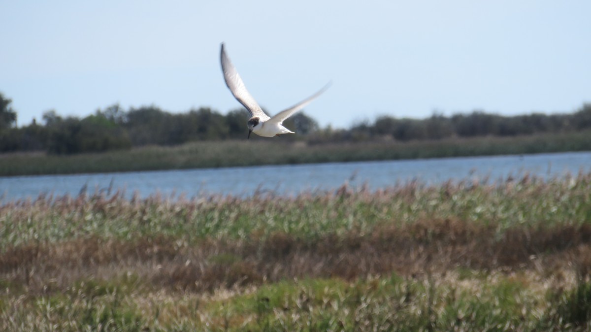 Common Tern - Kai Wess