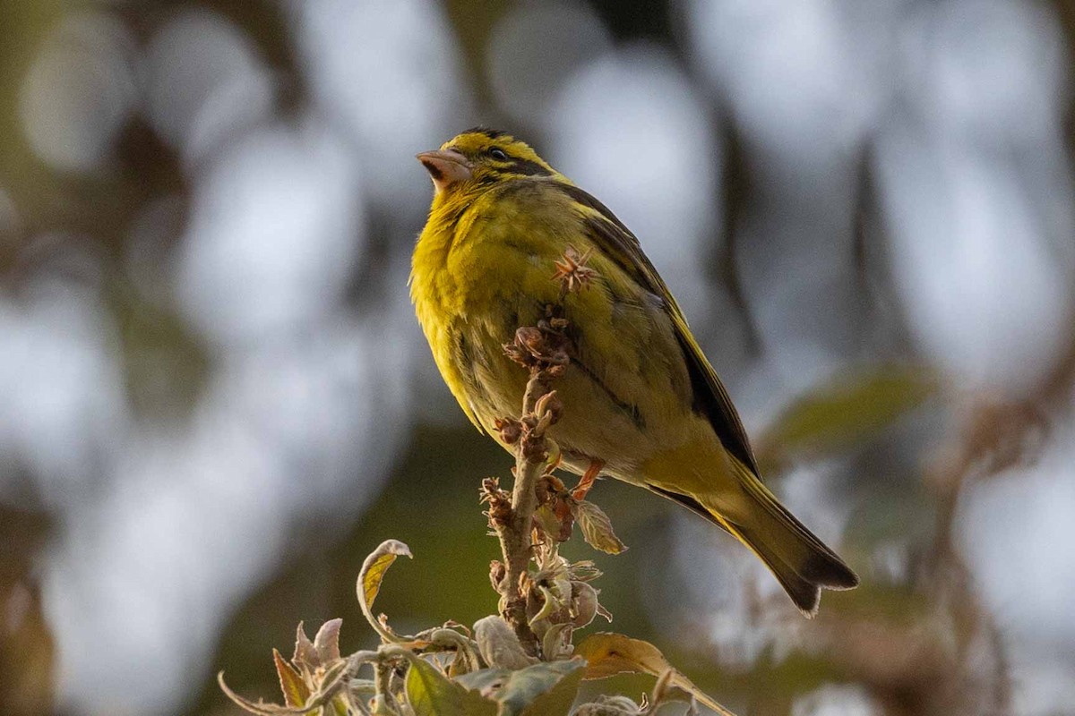 Yellow-breasted Greenfinch - ML616761193