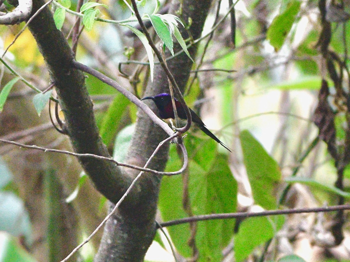 Black-throated Sunbird - ML616761222